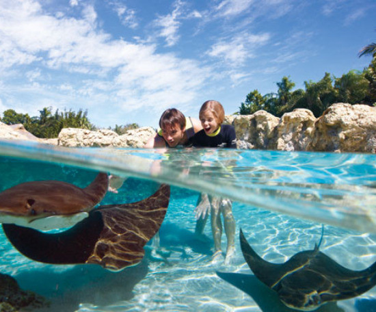 Figura de ilustração do card